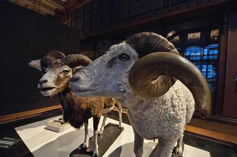 白羊座,博物馆,巴黎,自然历史博物馆,霍恩 白羊座,博物馆,巴黎,自然历史博物馆,霍恩