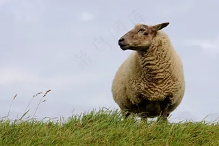 羊，北海，好奇心，Deichschaf