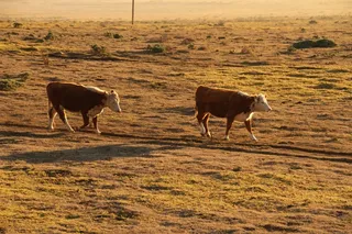 日落，牛，农场，农村，农村，田野，动物
