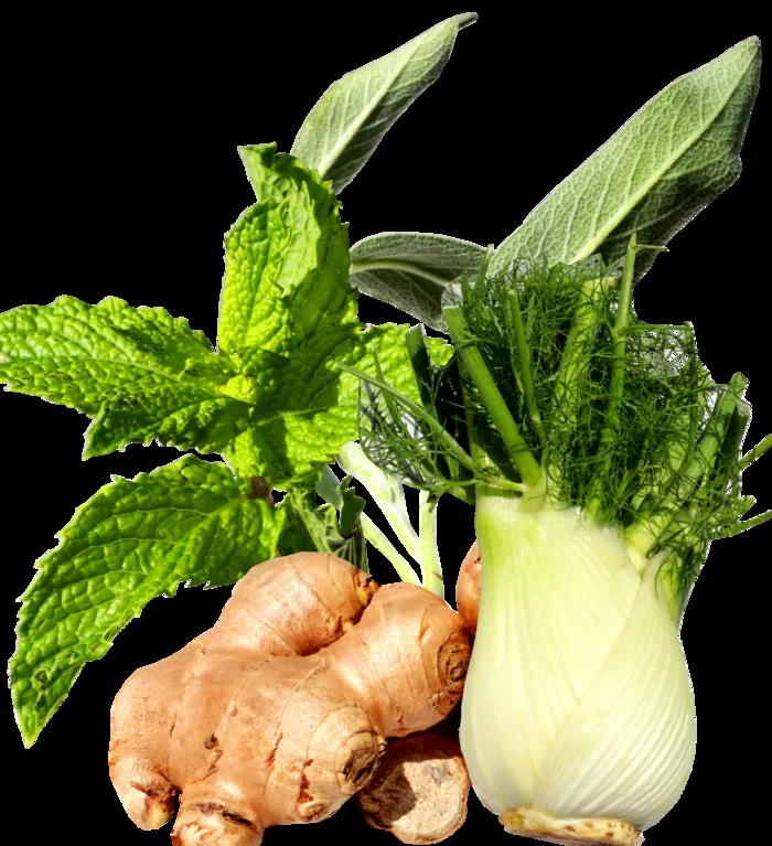 薄荷，姜，茴香，鼠尾草