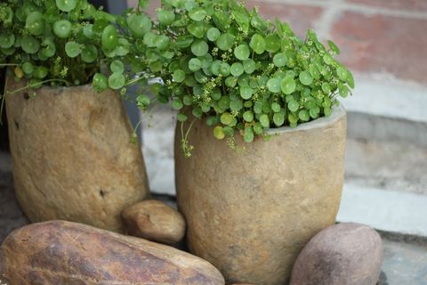 绿色，春天，意境，炒锅，植物