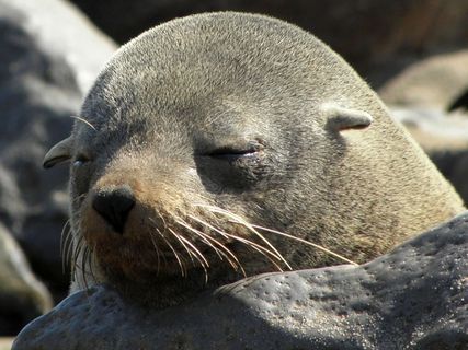 密封，睡眠，懒惰，动物世界，自然，纳米比亚