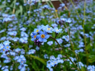 勿忘我，花，草地，野花，开花
