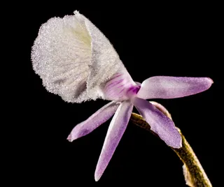 野生兰花，兰花，白紫，开花，盛开