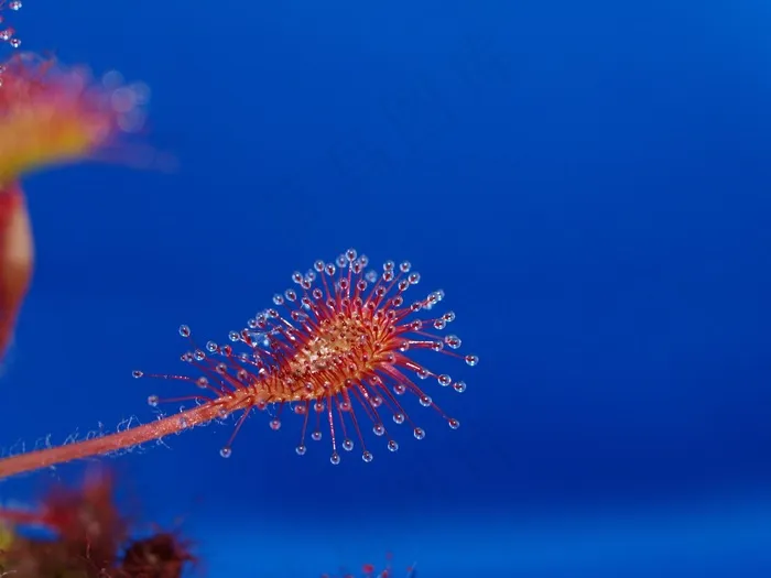 Drosera Intermedia X Rotundifolia，茅膏菜，食肉动物