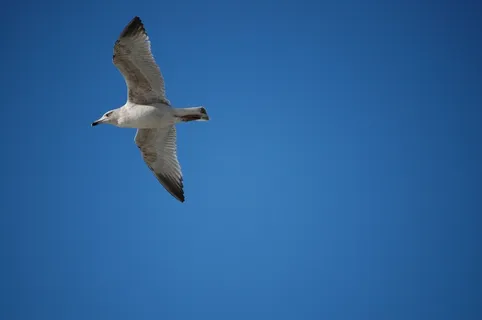 动物，鸟，海鸥，蓝天