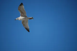 动物，鸟，海鸥，蓝天