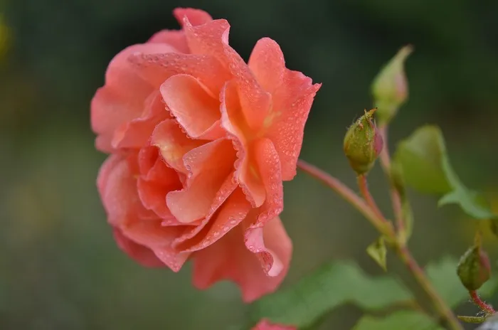 玫瑰，橙色，花，自然，花的，粉红色，花园