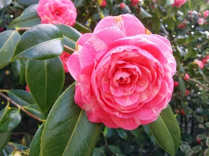 杜鹃花,植物园,昂热 杜鹃花,植物园,昂热
