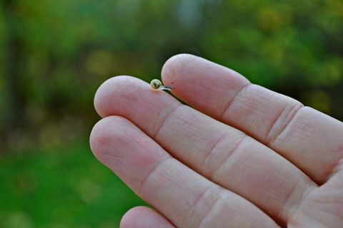 动物，蜗牛，腹足动物，软体动物，小型，小型