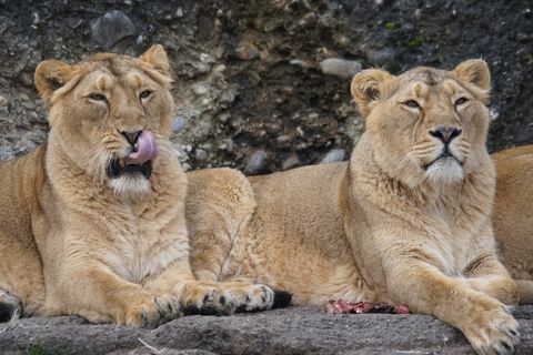 狮子,狮虎兽,工艺品,玩具,小狗,两只母狮在岩石上