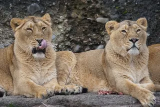 狮子,狮虎兽,工艺品,玩具,小狗,两只母狮在岩石上