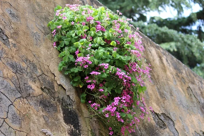 鲜花，墙，三叶草