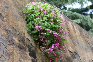 鲜花，墙，三叶草