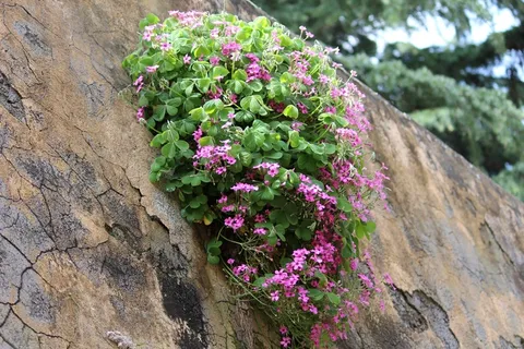 鲜花,墙,三叶草 鲜花,墙,三叶草