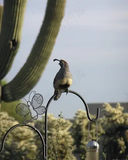 甘贝尔的鹌鹑，雄性鹌鹑，鸟，鹌鹑，沙漠