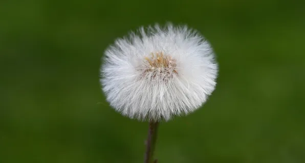 郁金香,花,开花,橙红色,Schnittblume 郁金香,花,开花,橙红色,Schnittblume
