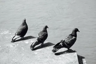 鸽子，集团，城市，鸟类，城市，影子