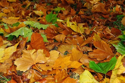 叶子，深秋，秋天的落叶，秋天的颜色