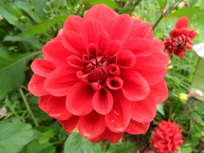 花，自然，夏天的花