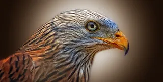 工作室拍摄的鹰，侧视图