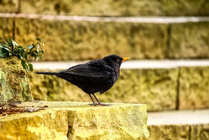 楼梯，黑鸟，黑，动物，鸟，羽毛，自然