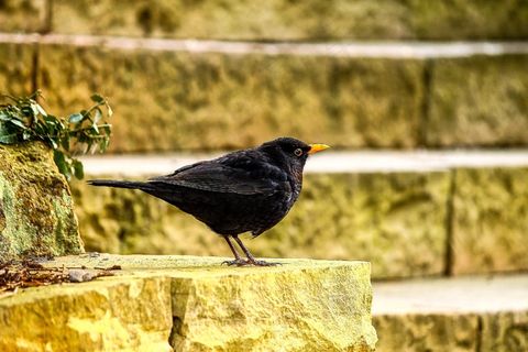 楼梯，黑鸟，黑，动物，鸟，羽毛，自然