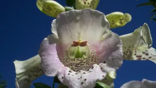 花，蓝色，盛开，花的，自然，白，自然