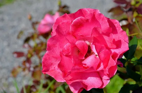 玫瑰,花,玫瑰绽放,鲜花,粉红色,玫瑰,盛开 玫瑰,花,玫瑰绽放,鲜花,粉红色,玫瑰,盛开