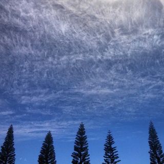 树木，自然，景观，天空，云，户外，风景