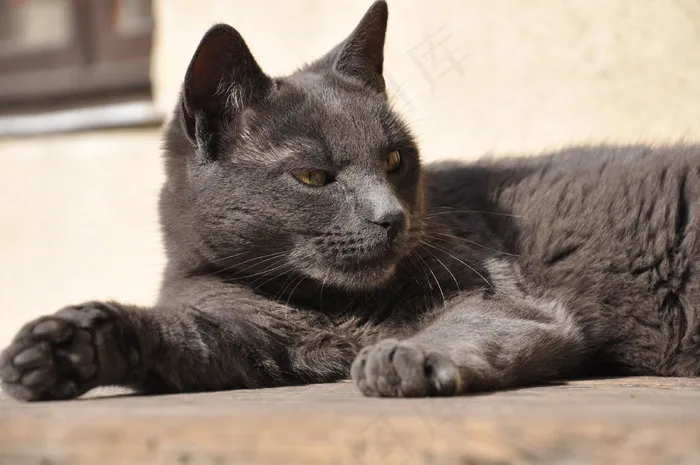 猫，注意，野性