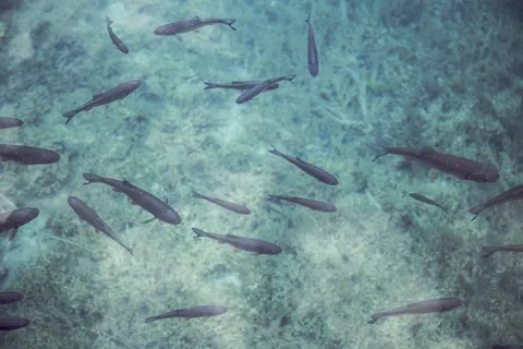鱼,水下,海洋,海洋生物,水族馆 鱼,水下,海洋,海洋生物,水族馆