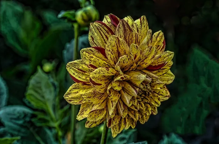 大丽花，花，自然，园林植物，大丽花花园