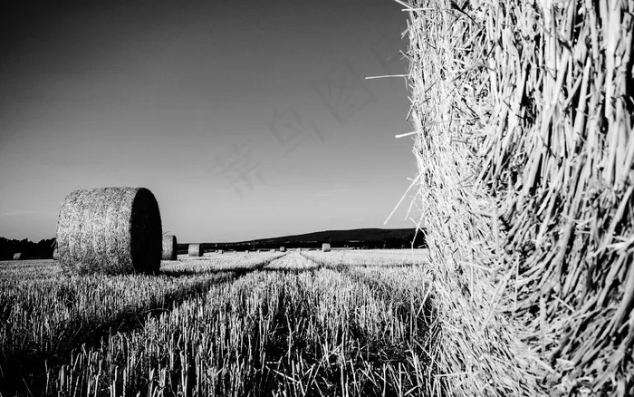 场，稻草，稻草捆，收获，景观，茬