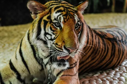 虎,猫,肖像 虎,猫,肖像