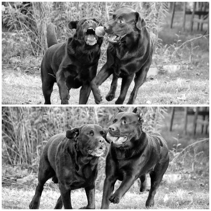 狗，球，游乐场