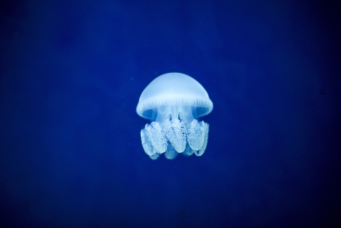 鱼，蓝色，水，迪拜，果冻鱼，海，海洋
