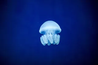 鱼，蓝色，水，迪拜，果冻鱼，海，海洋