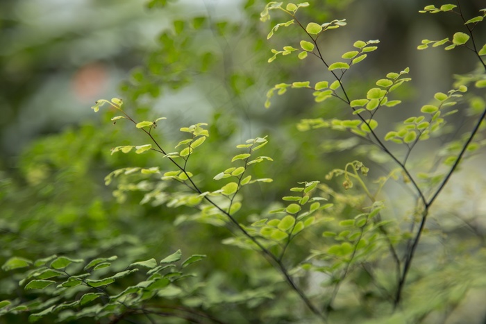 小，叶子，植物，绿色，叶子，性质，小
