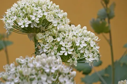 观赏洋葱,韭菜,花球,韭菜球 观赏洋葱,韭菜,花球,韭菜球