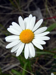 雏菊,夏天,花,洋甘菊,花瓣,白花 雏菊,夏天,花,洋甘菊,花瓣,白花