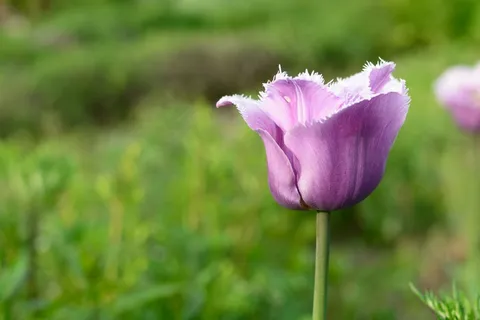 郁金香,开花,花,春天,植物,红色,粉红色 郁金香,开花,花,春天,植物,红色,粉红色