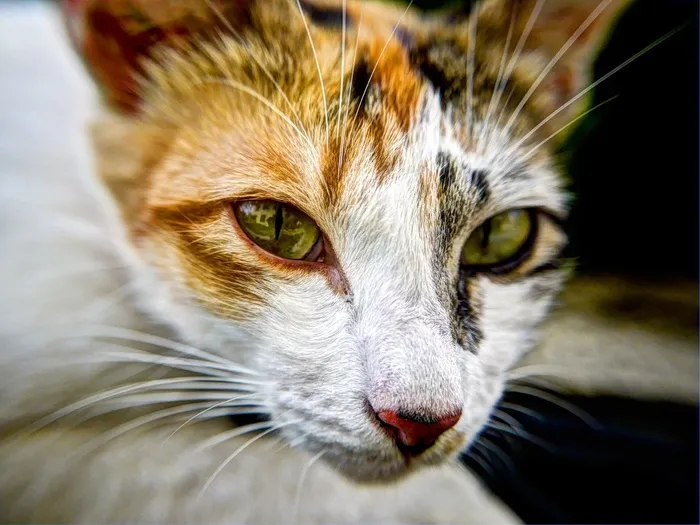 猫，晶须，动物，眼睛