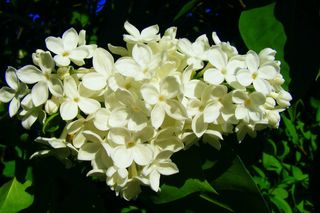 花，没有，丁香，自然，园林植物，植物
