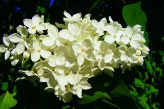 花，没有，丁香，自然，园林植物，植物