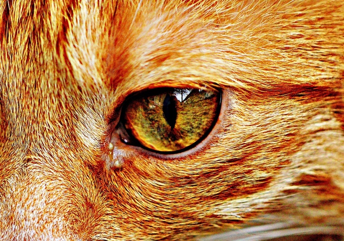 猫，宿醉，红色，可爱，鲭鱼，虎，甜