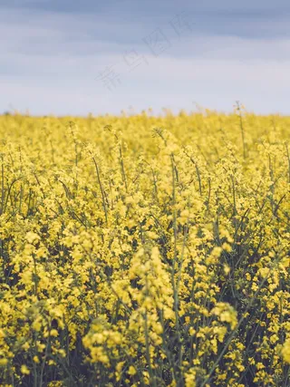 玉米,油菜花,油菜田,沙冬青,花卉,原野黄色植物鲜花