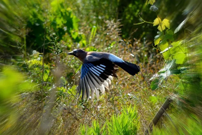 动物，鸟，飞行，飞，快速，机翼