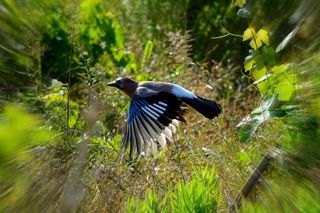 动物，鸟，飞行，飞，快速，机翼