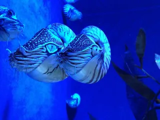 鹦鹉螺，动物，头足类，水族馆，海洋动物